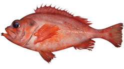 image of Sebastes fasciatus (Acadian redfish)