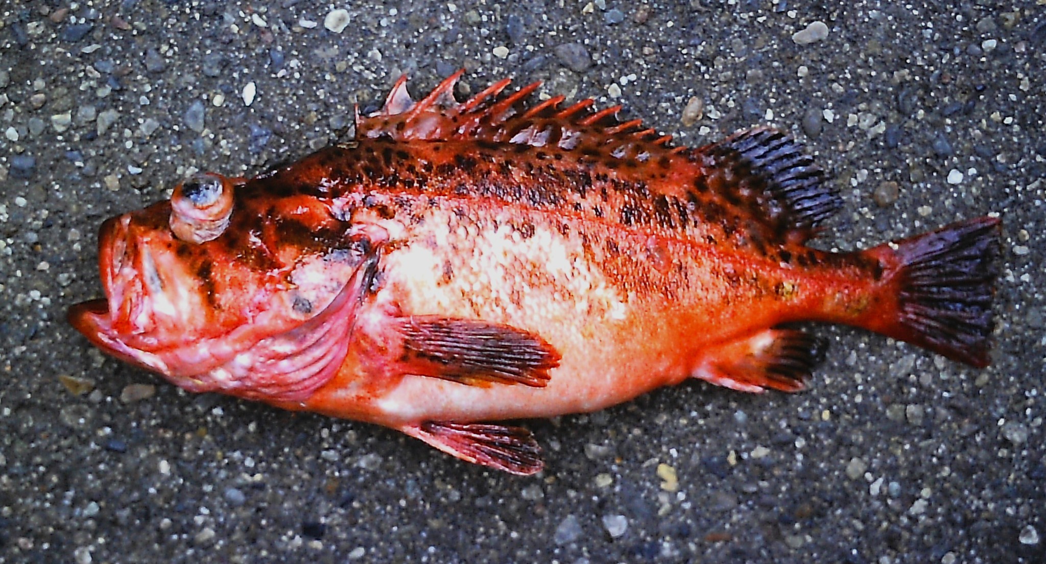 image of Sebastes gilli (Bronzespotted rockfish)