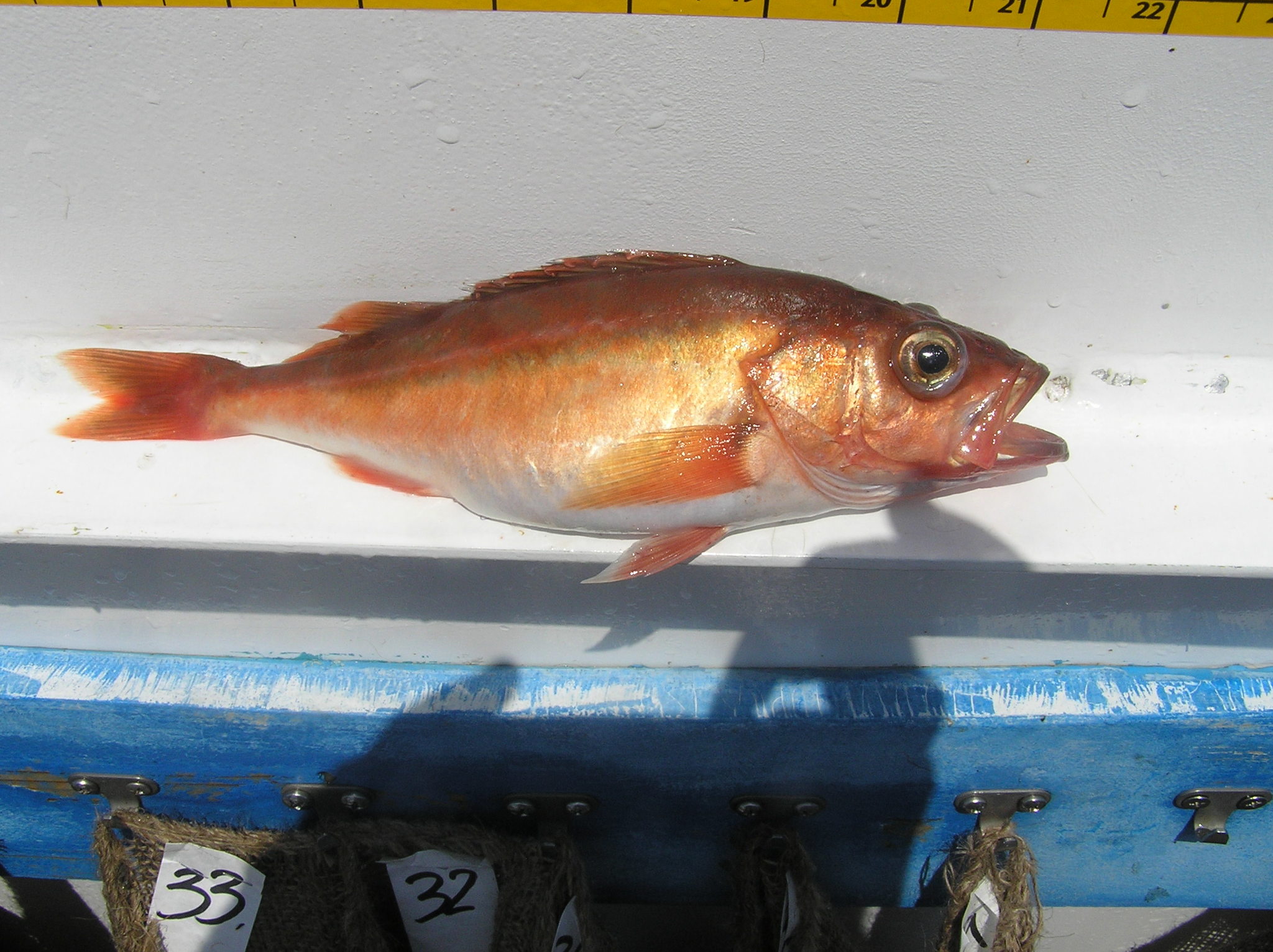 image of Sebastes goodei (Chilipepper rockfish)