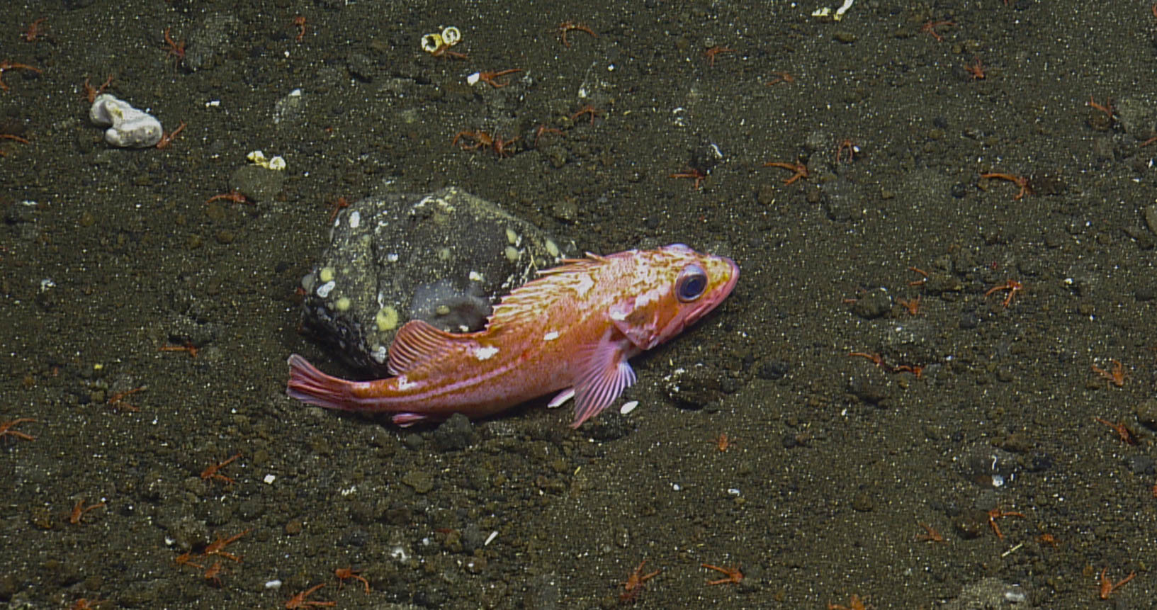 image of Sebastes helvomaculatus (Rosethorn rockfish)
