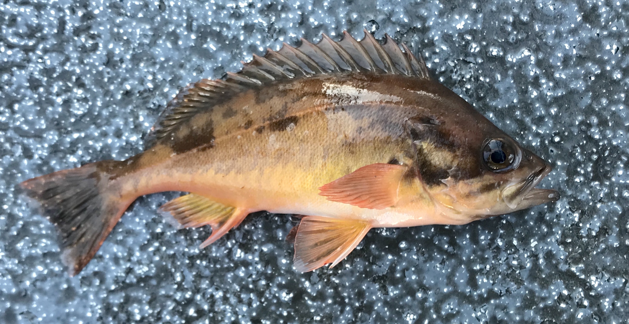 image of Sebastes hopkinsi (Squarespot rockfish)