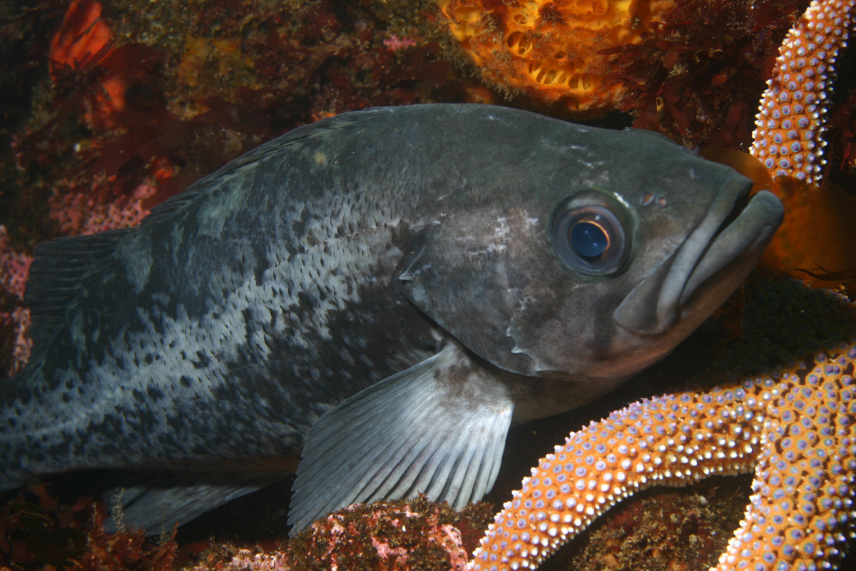 image of Sebastes melanops (Black rockfish)
