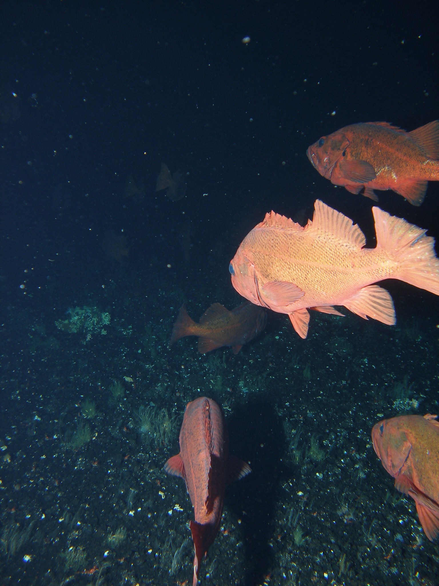 image of Sebastes melanostictus (Blackspotted rockfish)