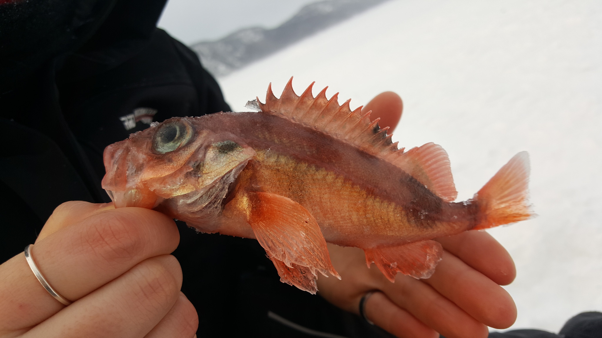 image of Sebastes mentella (Beaked redfish)