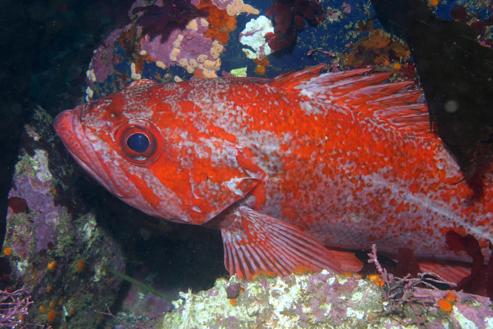 image of Sebastes miniatus (Vermilion rockfish)