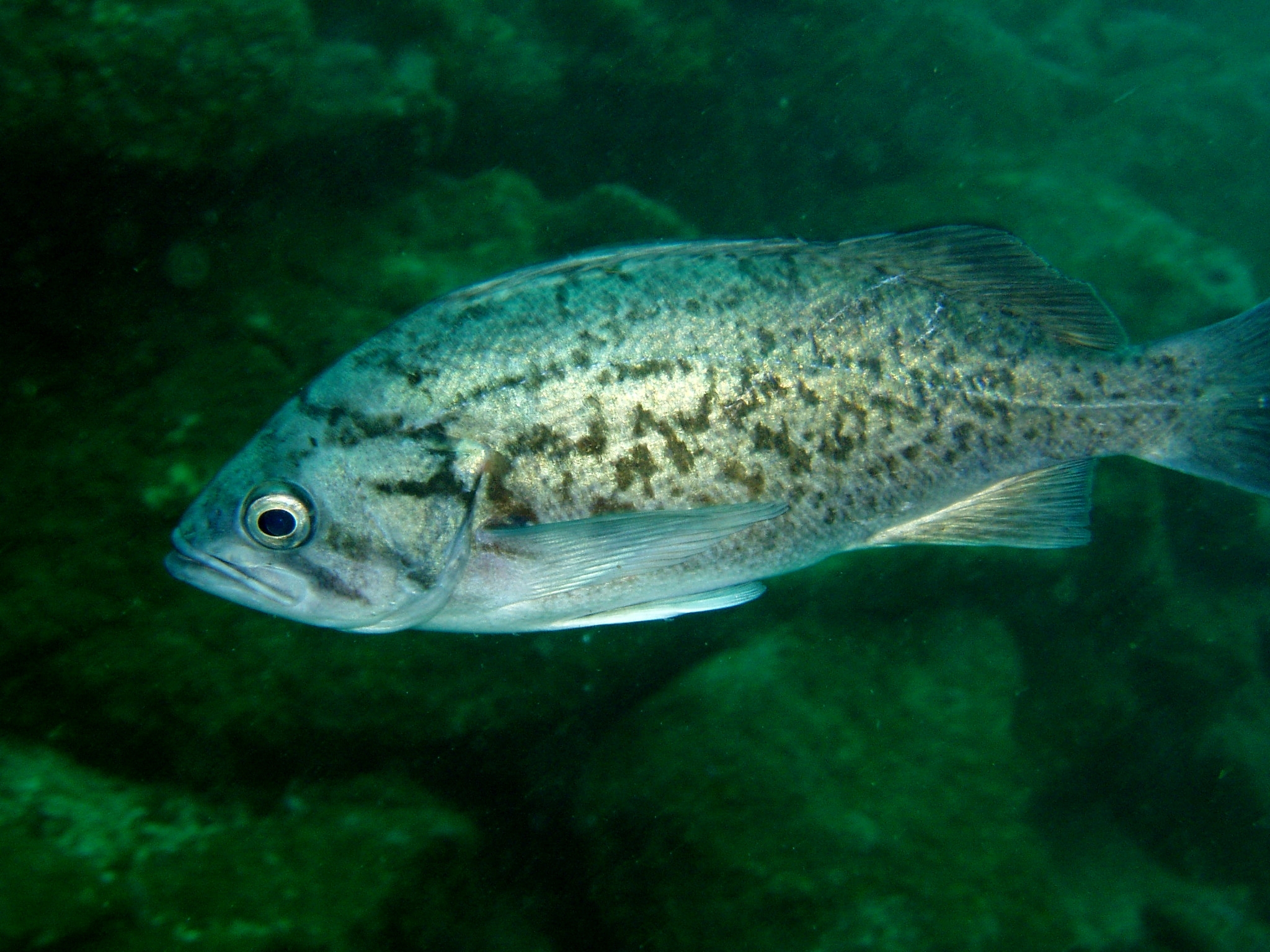 image of Sebastes mystinus (Blue rockfish)