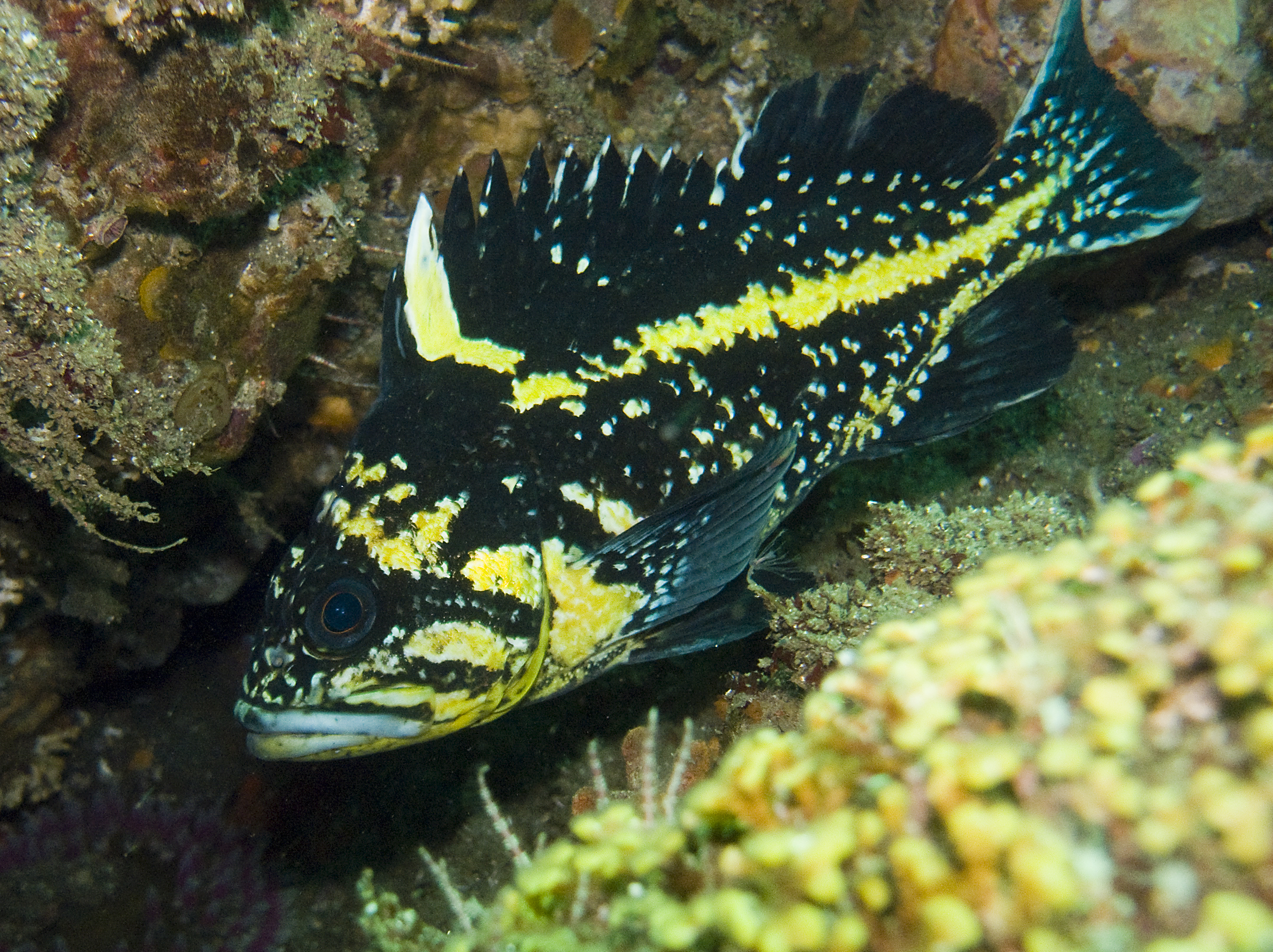 image of Sebastes nebulosus (China rockfish)