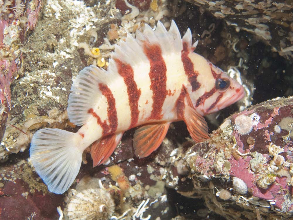 image of Sebastes nigrocinctus (Tiger rockfish)