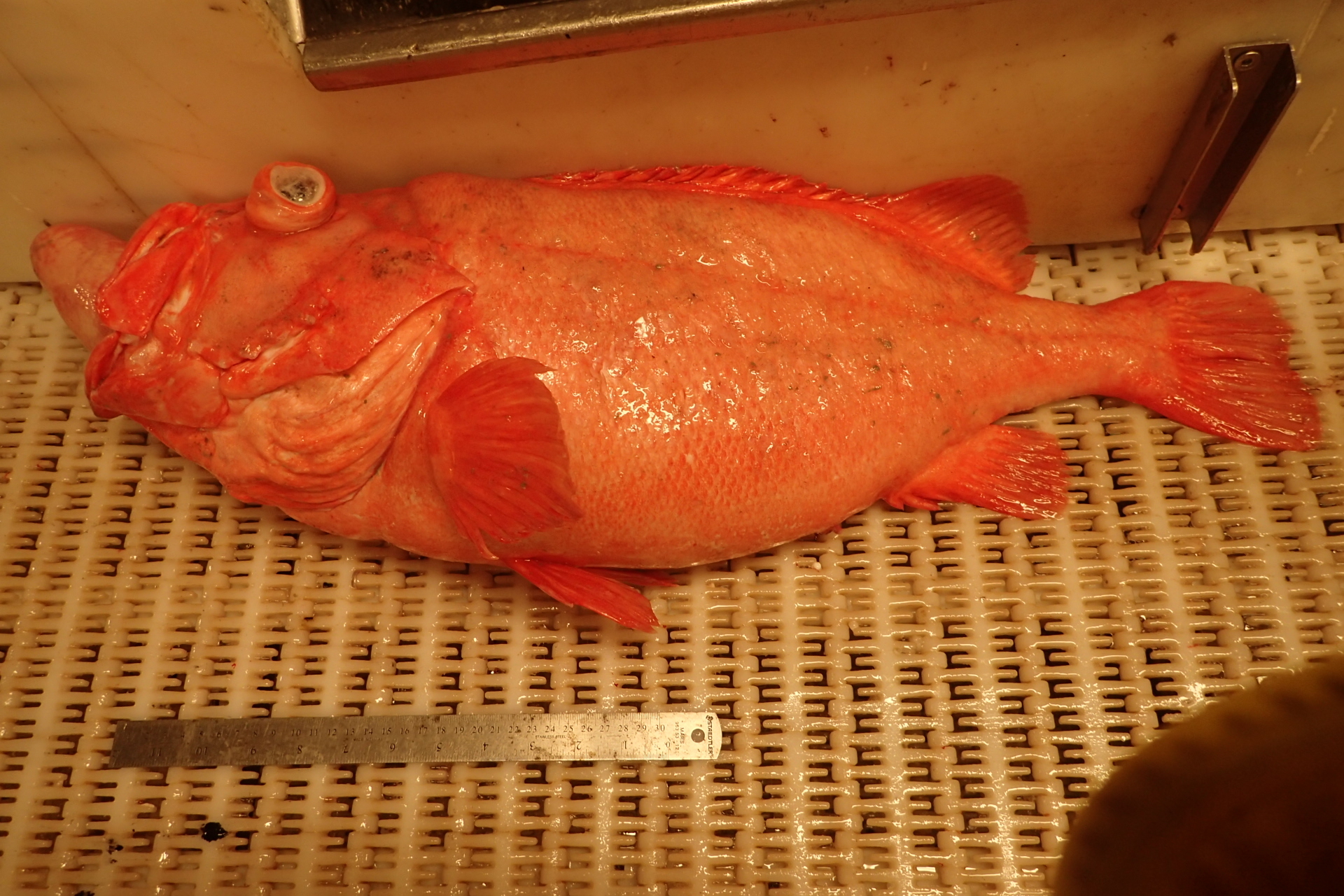 image of Sebastes norvegicus (Golden redfish)