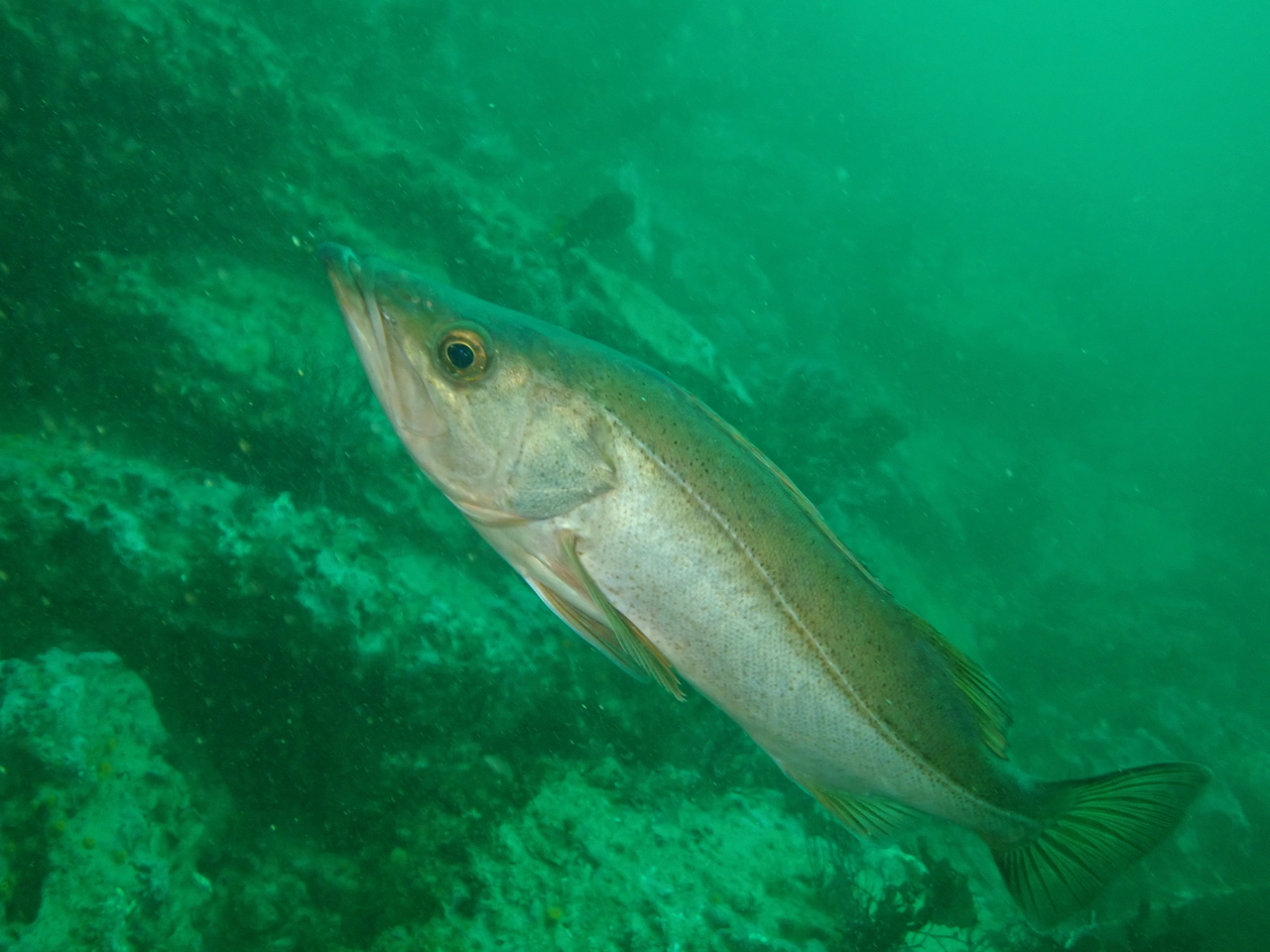 image of Sebastes paucispinis (Bocaccio rockfish)