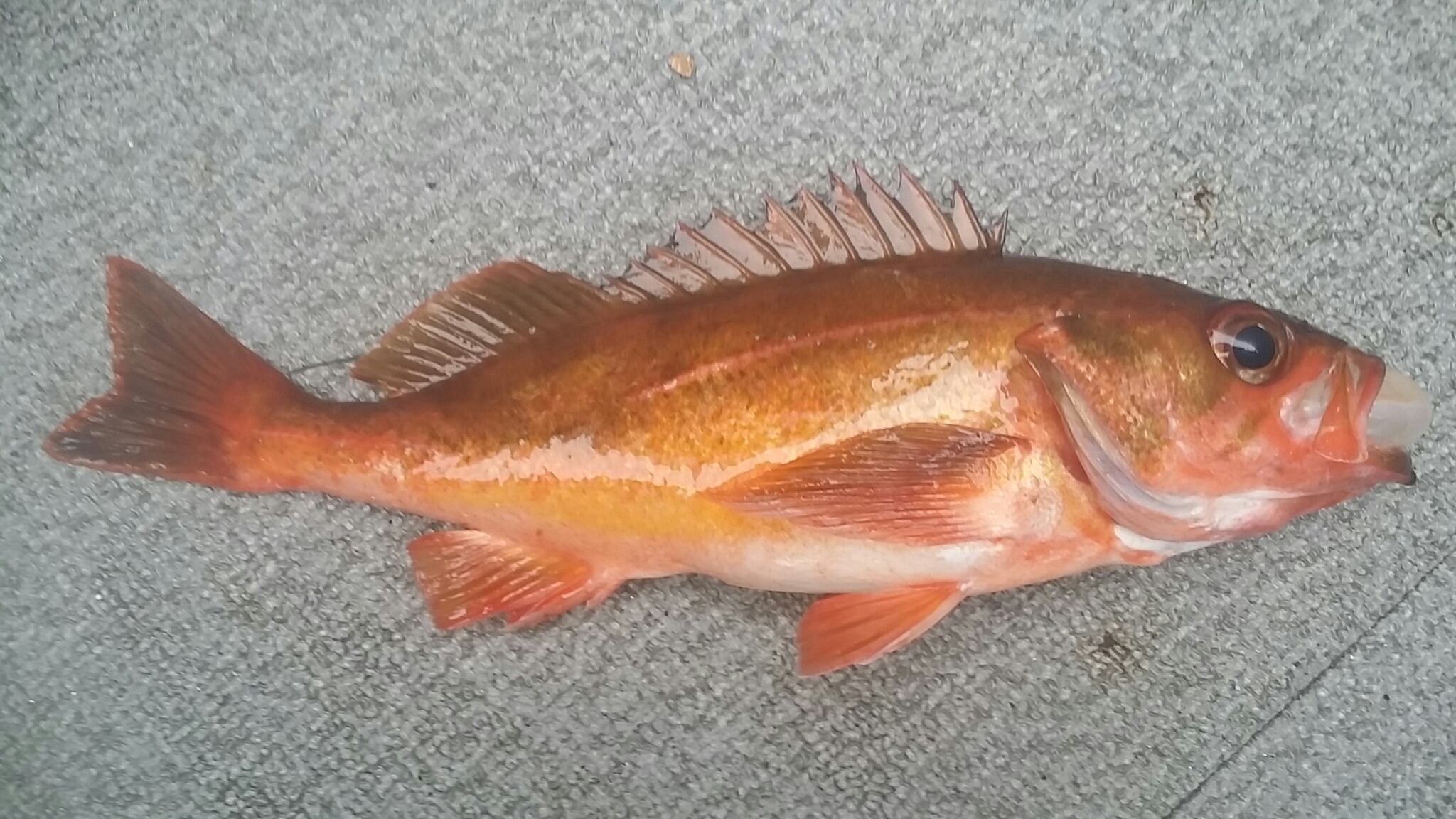 image of Sebastes proriger (Redstripe rockfish)