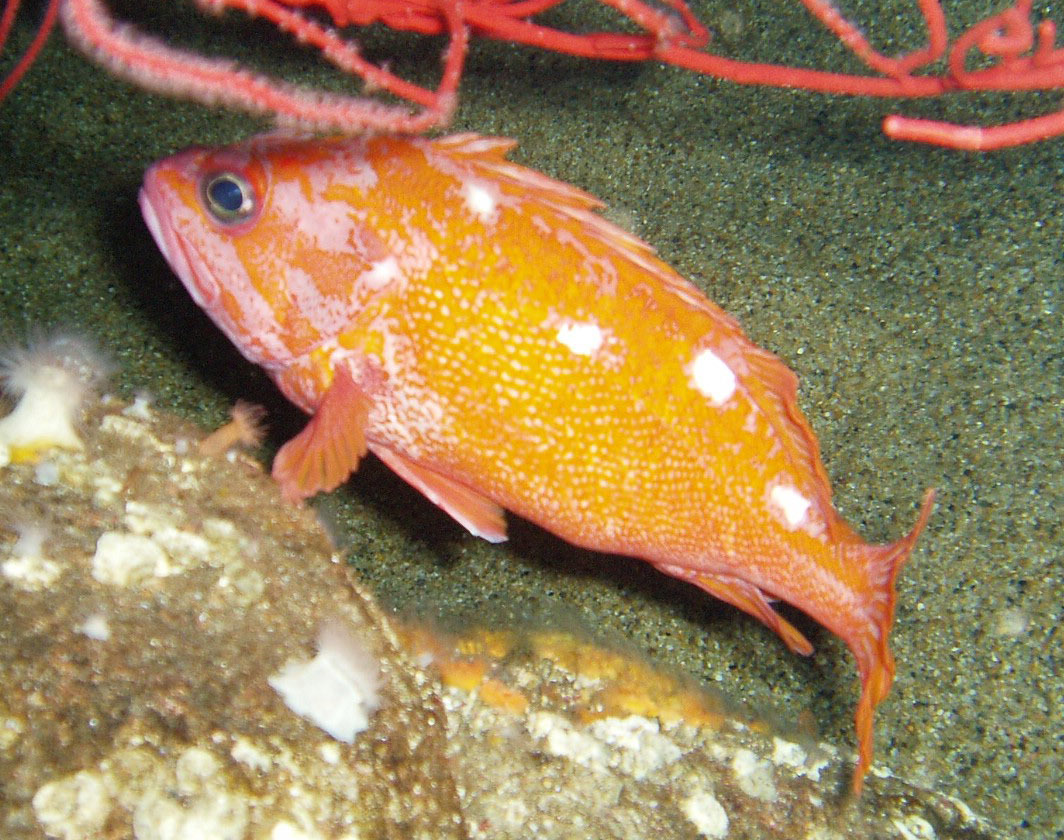 image of Sebastes rosaceus (Rosy rockfish)