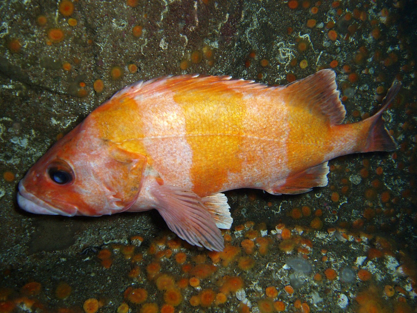 image of Sebastes rubrivinctus (Flag rockfish)