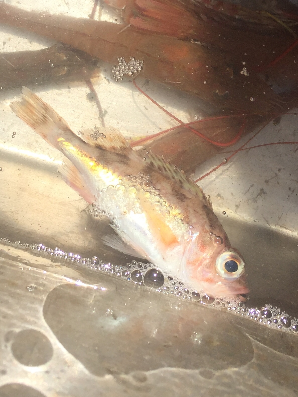 image of Sebastes saxicola (Stripetail rockfish)