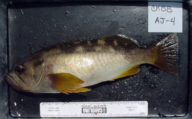 image of Sebastes serranoides (Olive rockfish)