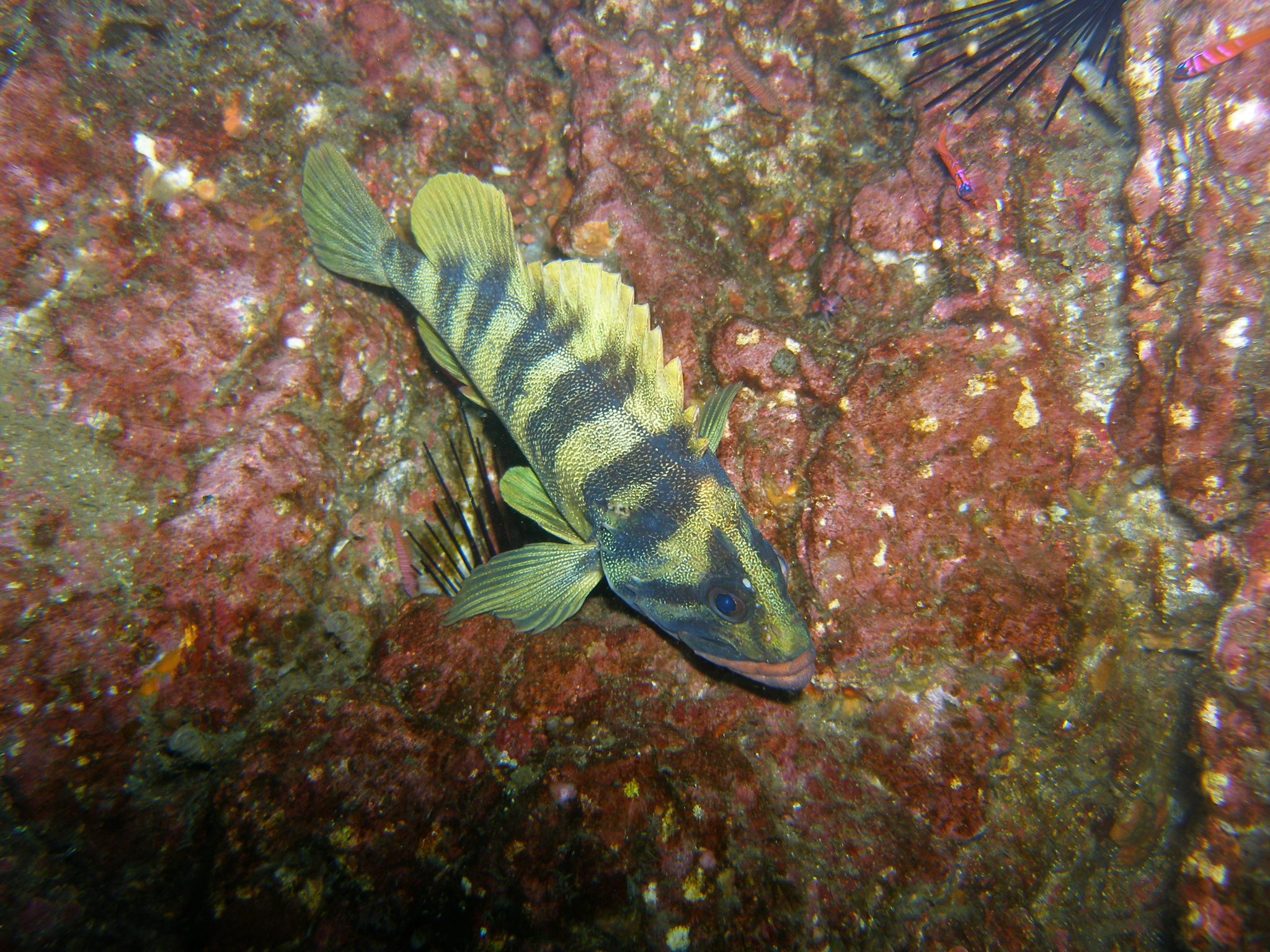 image of Sebastes serriceps (Treefish)