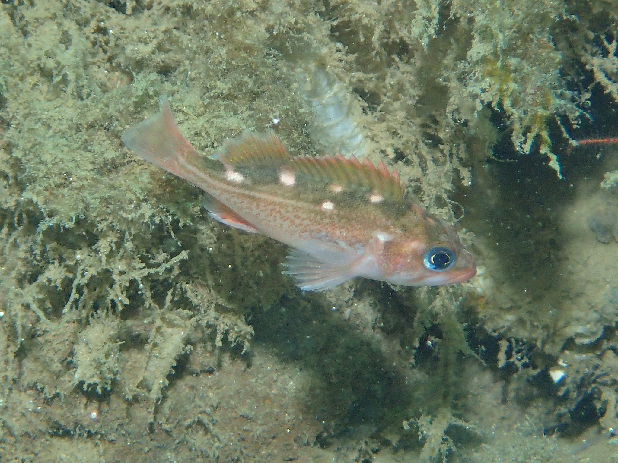 image of Sebastes umbrosus (Honeycomb rockfish)
