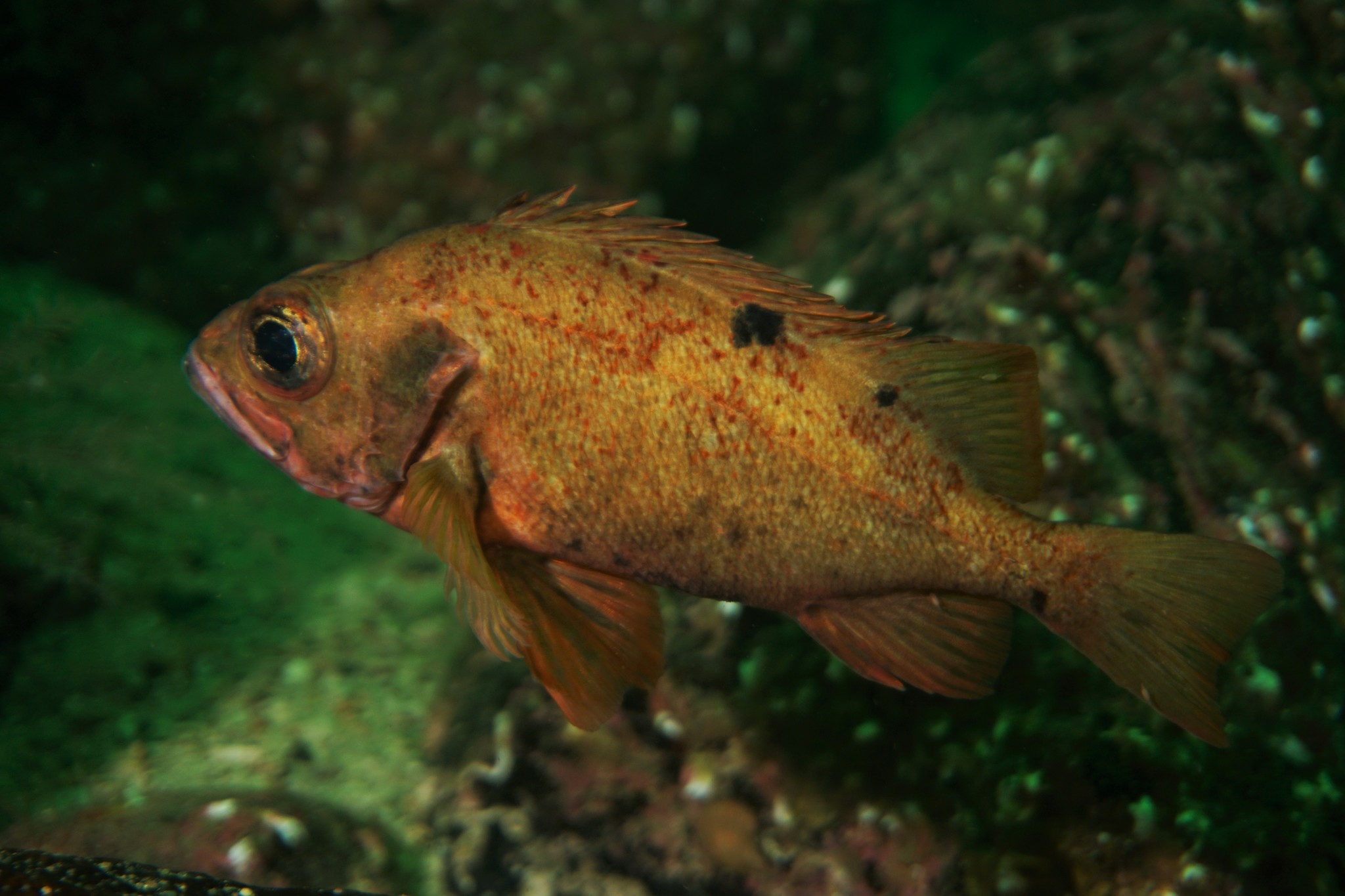 image of Sebastes viviparus (Norway redfish)
