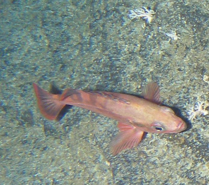 image of Sebastes zacentrus (Sharpchin rockfish)