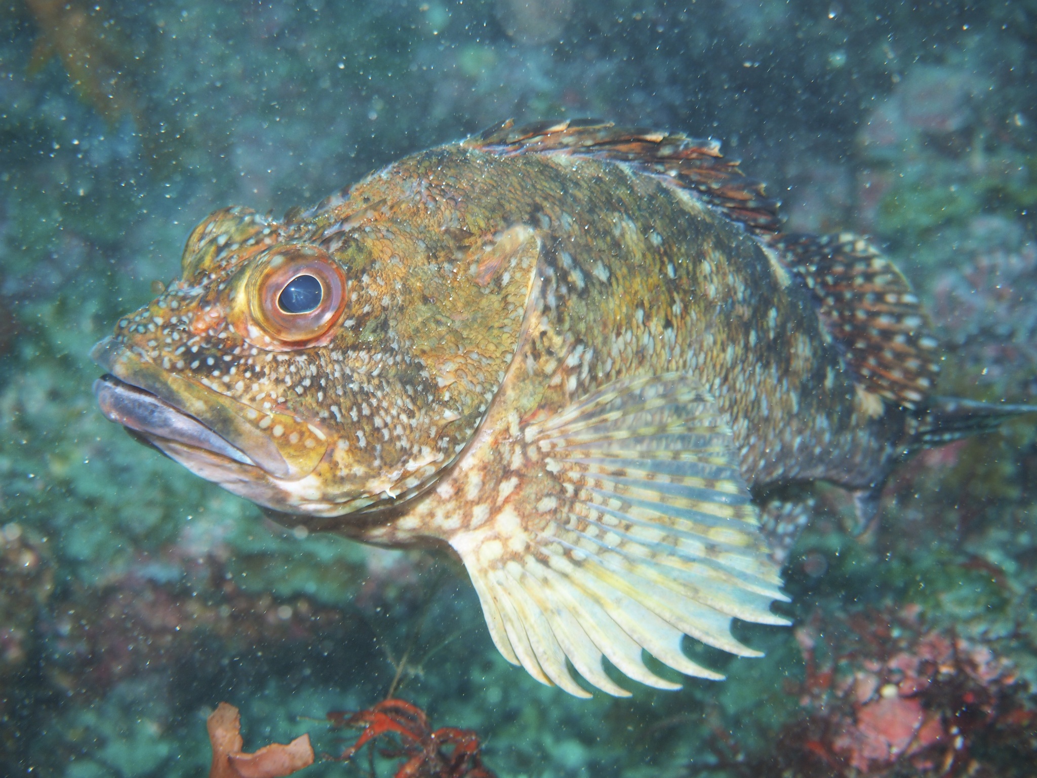 image of Sebastiscus marmoratus (False kelpfish)
