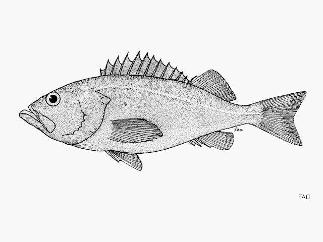 image of Sebastes macdonaldi (Mexican rockfish)