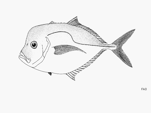 image of Selene peruviana (Peruvian moonfish)