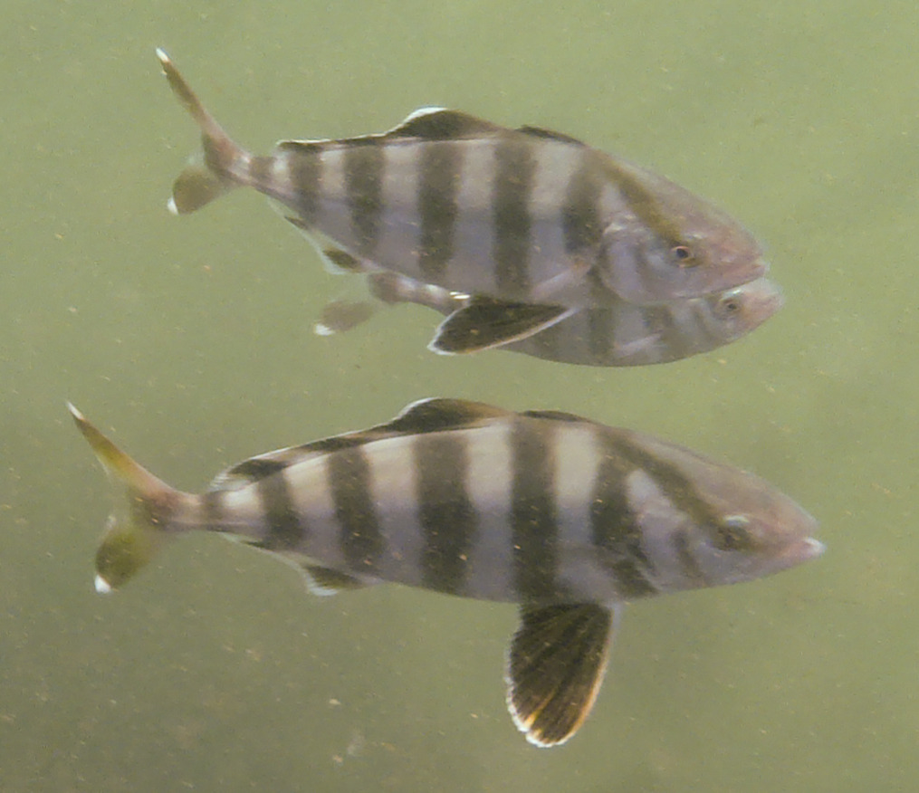 image of Seriola zonata (Banded rudderfish)