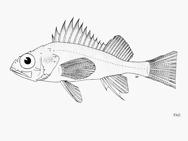 image of Sebastes sinensis (Blackmouth rockfish)