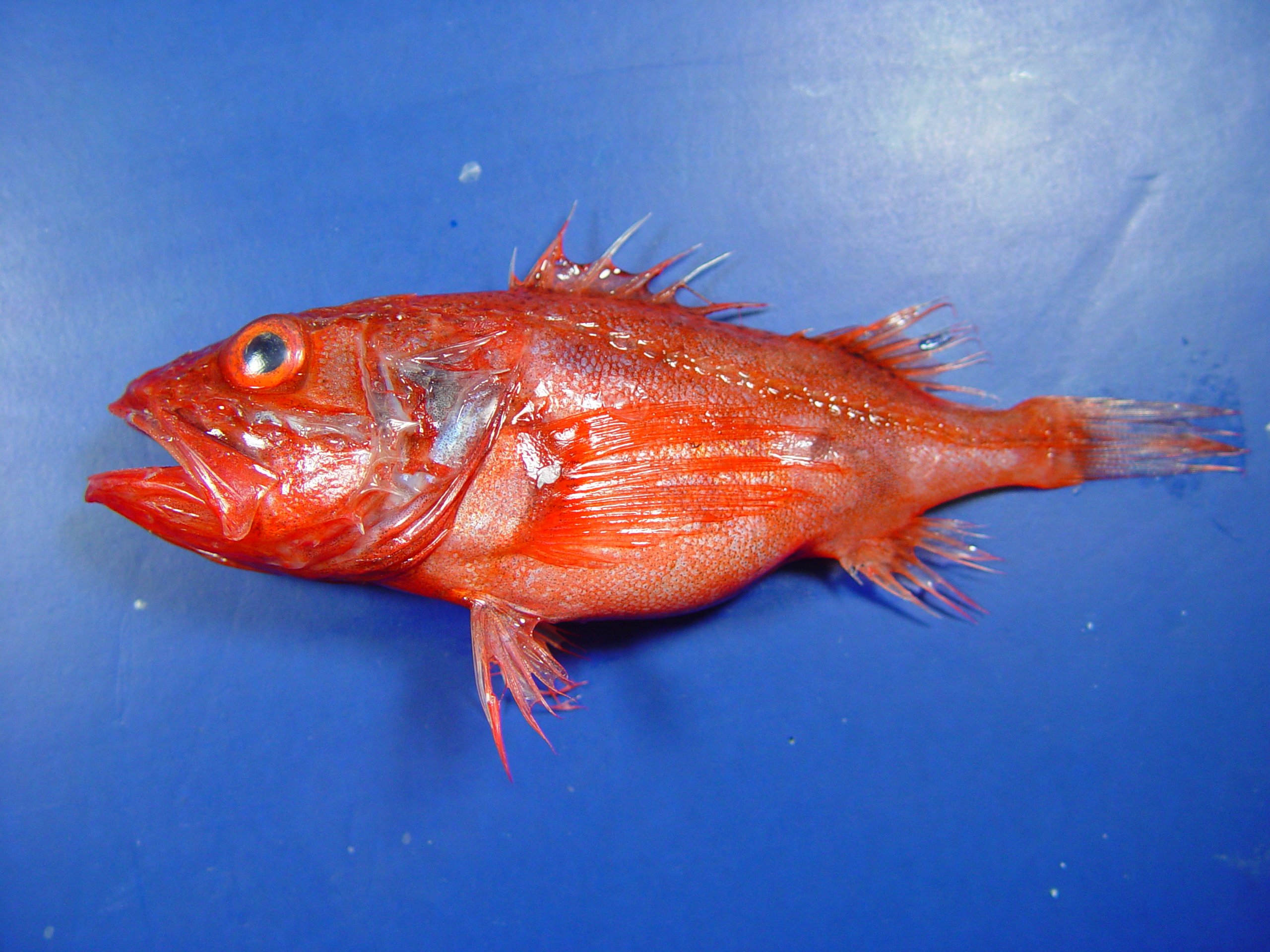 image of Setarches guentheri (Channeled rockfish)