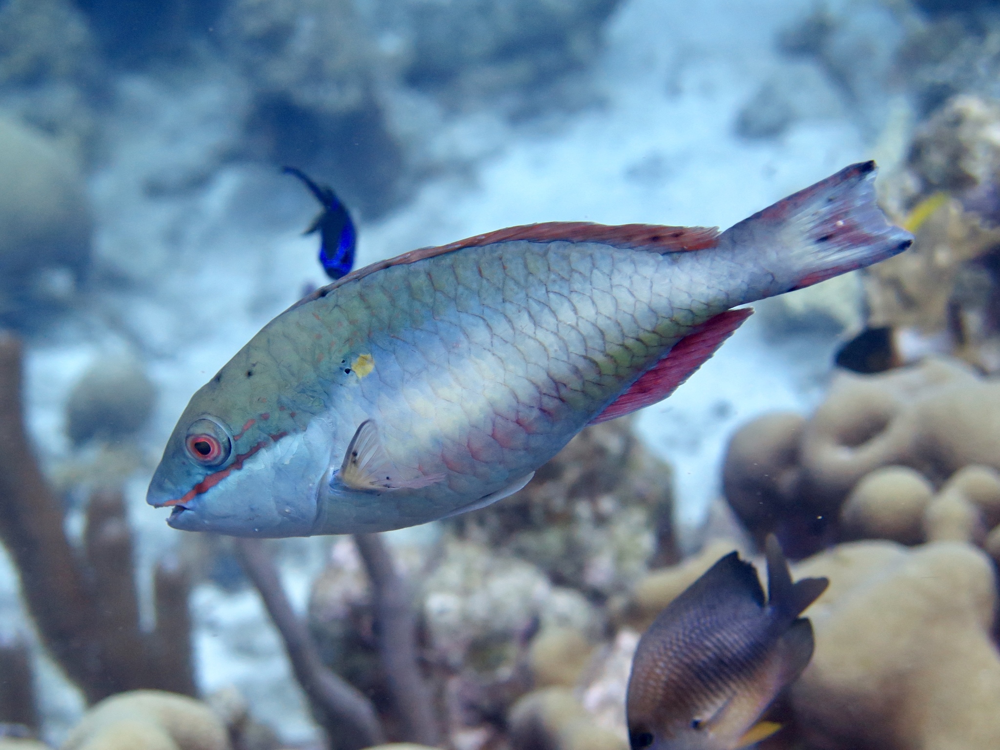 image of Sparisoma aurofrenatum (Redband parrotfish)