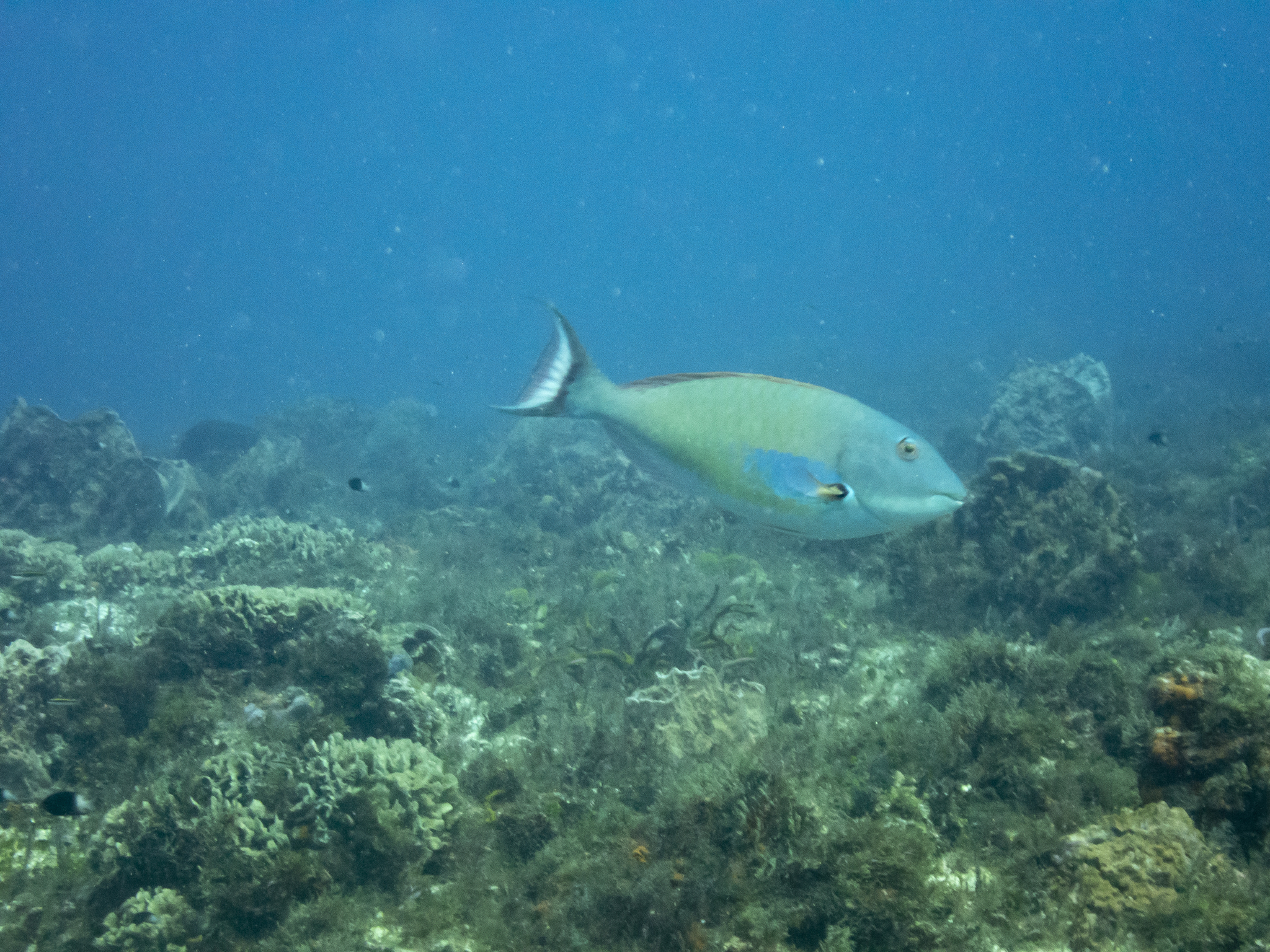 image of Sparisoma chrysopterum (Redtail parrotfish)
