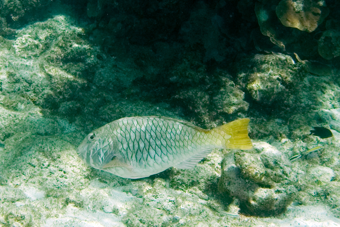 image of Sparisoma rubripinne (Redfin parrotfish)
