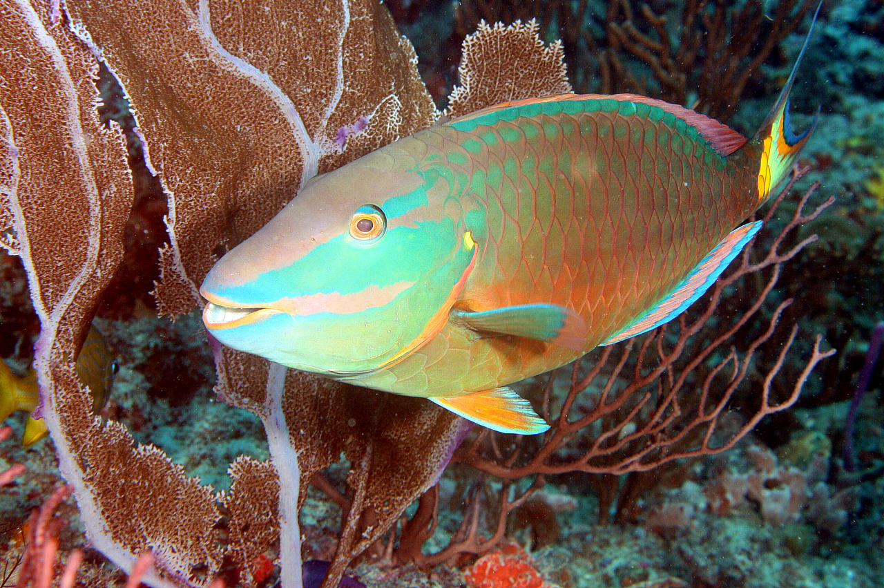 image of Sparisoma viride (Stoplight parrotfish)