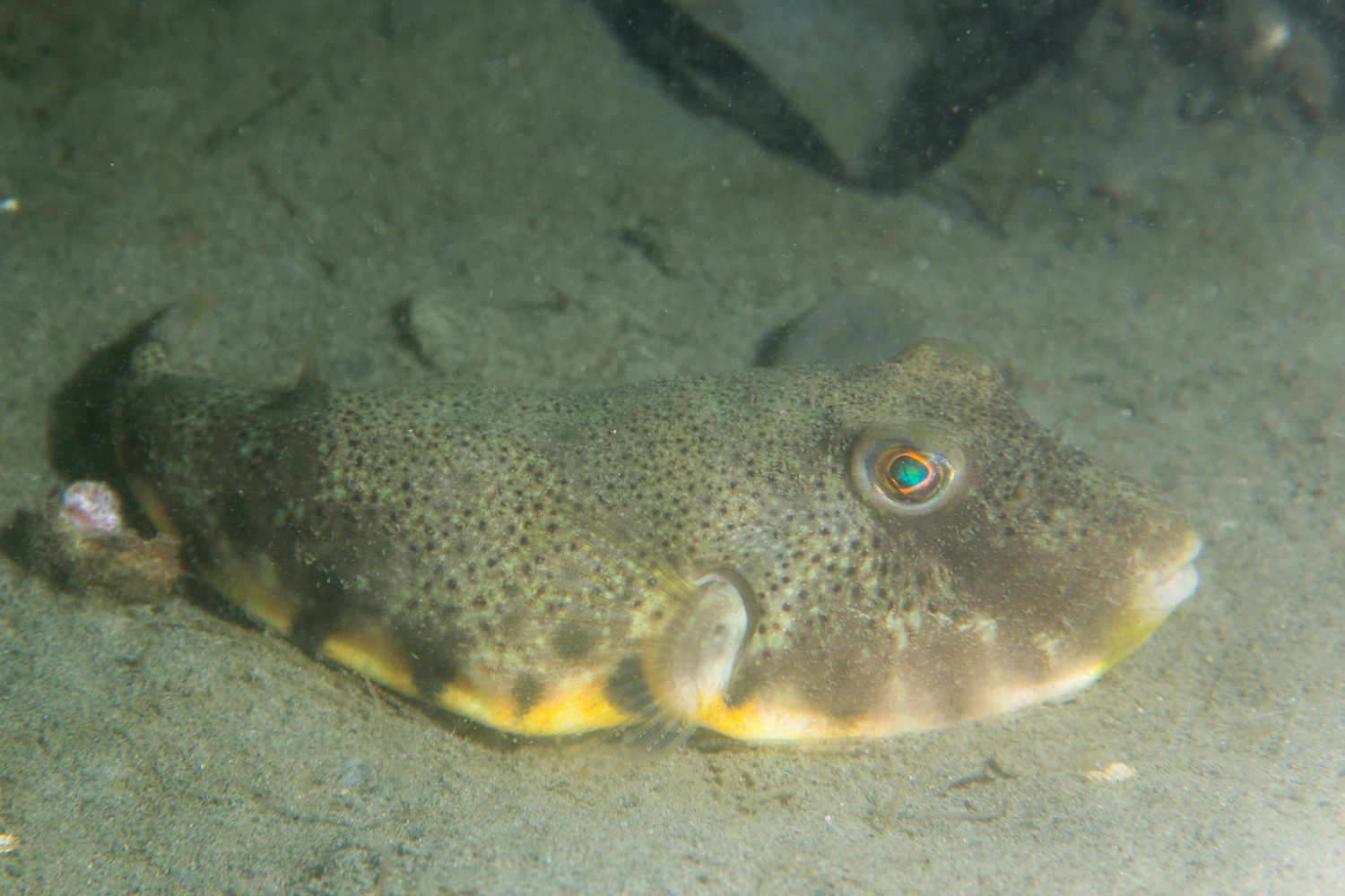 image of Sphoeroides maculatus (Northern puffer)