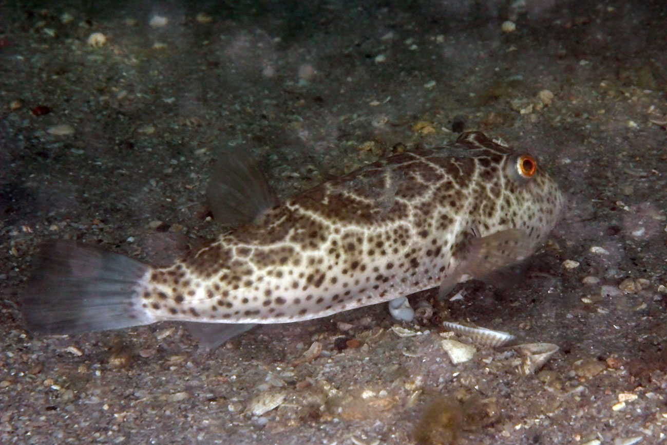 image of Sphoeroides testudineus (Checkered puffer)