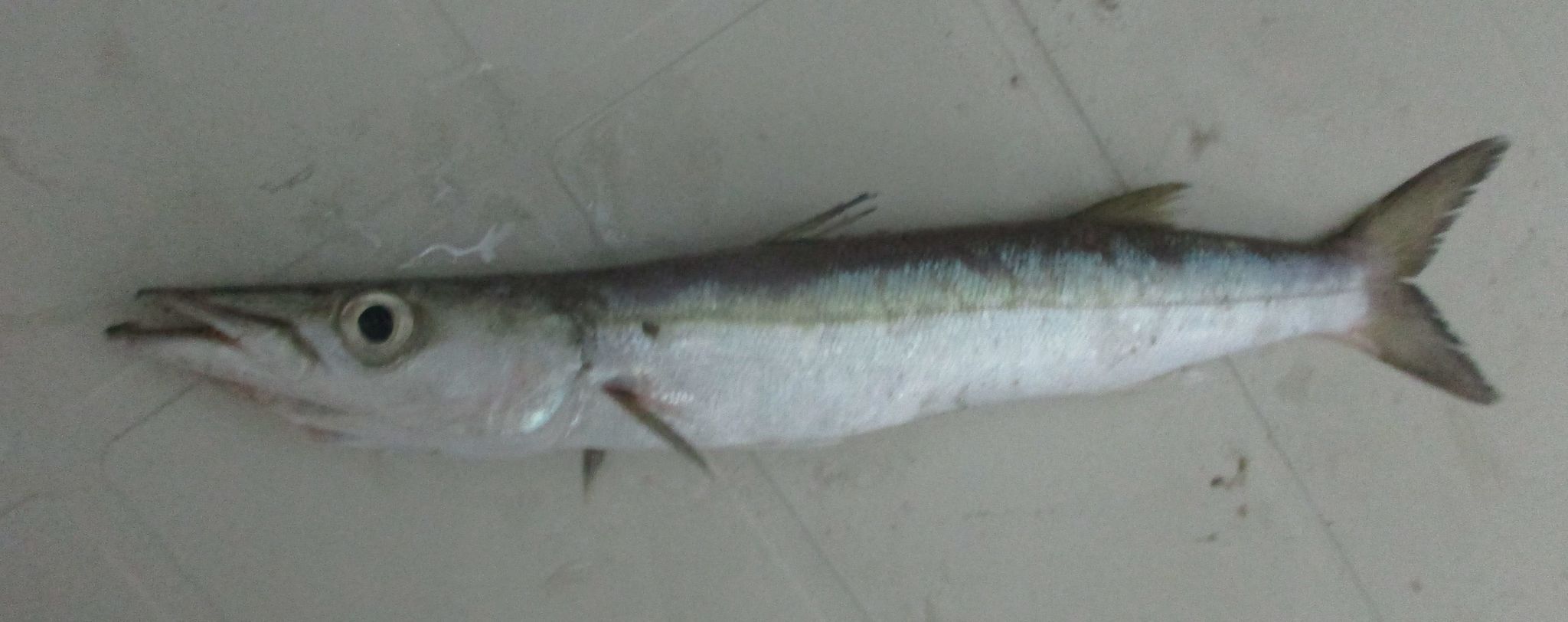 image of Sphyraena guachancho (Guachanche barracuda)