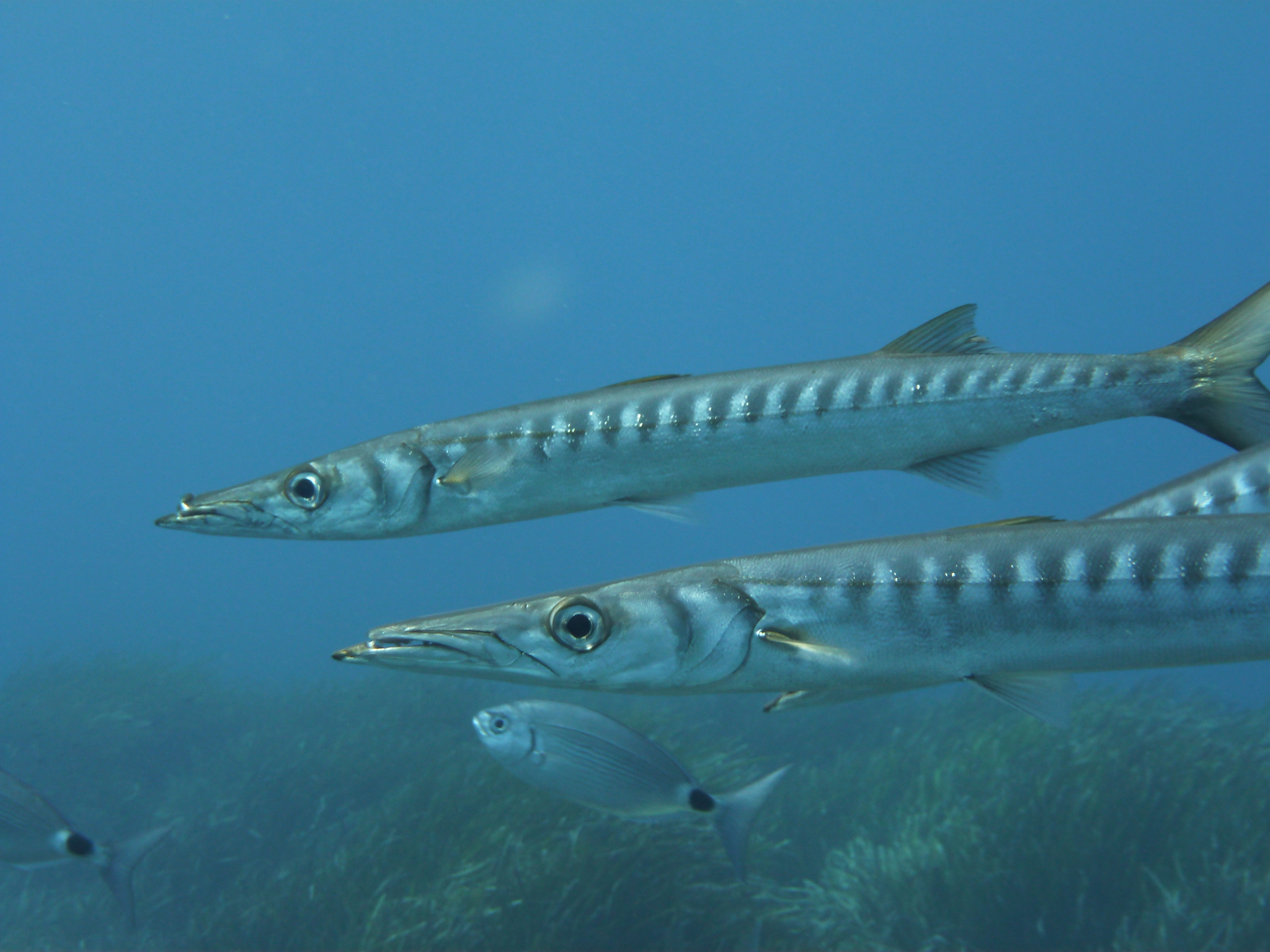 image of Sphyraena viridensis (Yellowmouth barracuda)