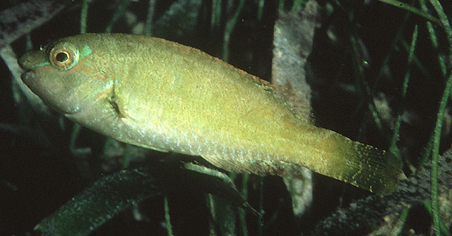 image of Sparisoma radians (Bucktooth parrotfish)