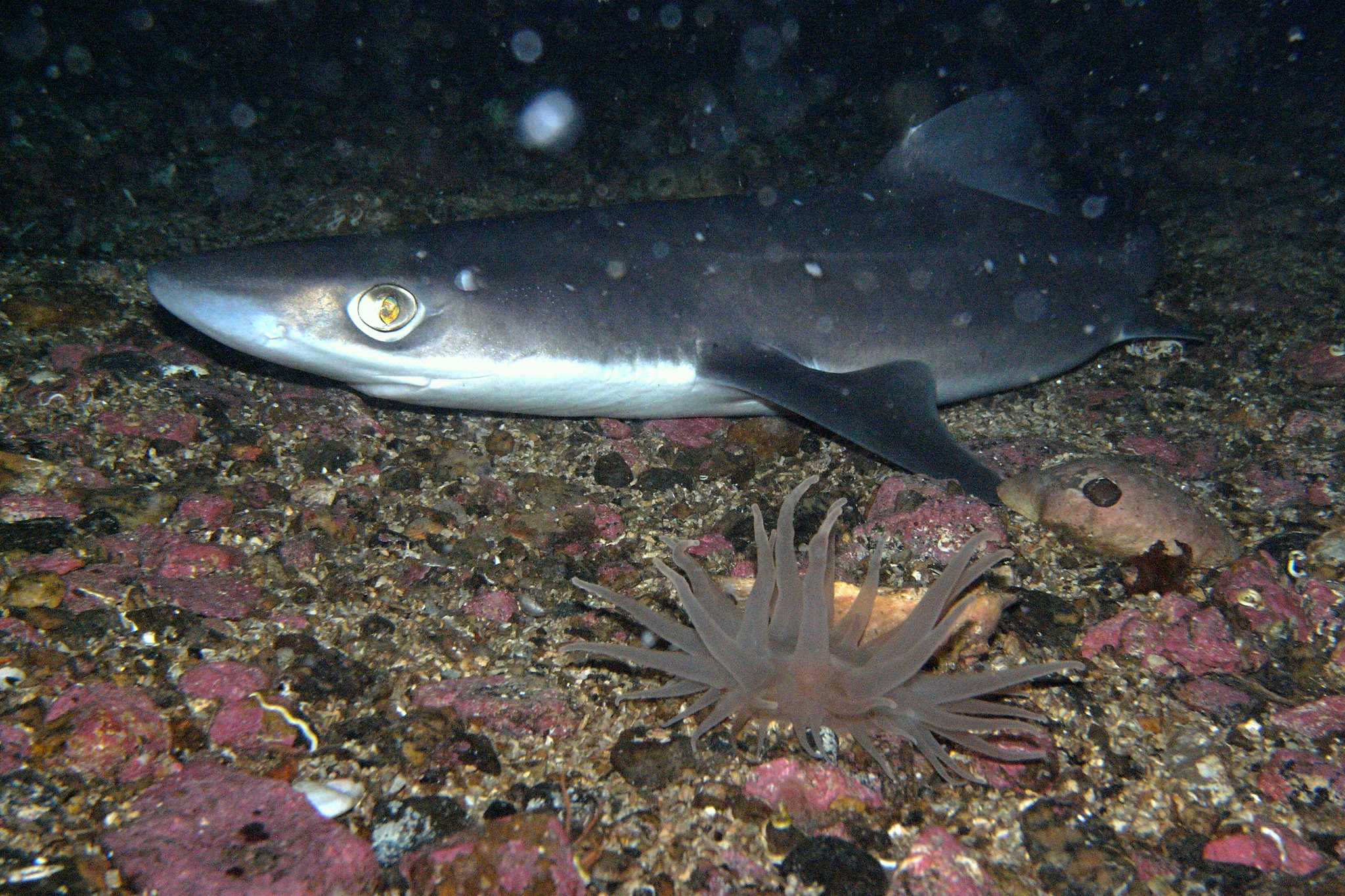 image of Squalus acanthias (Picked dogfish)