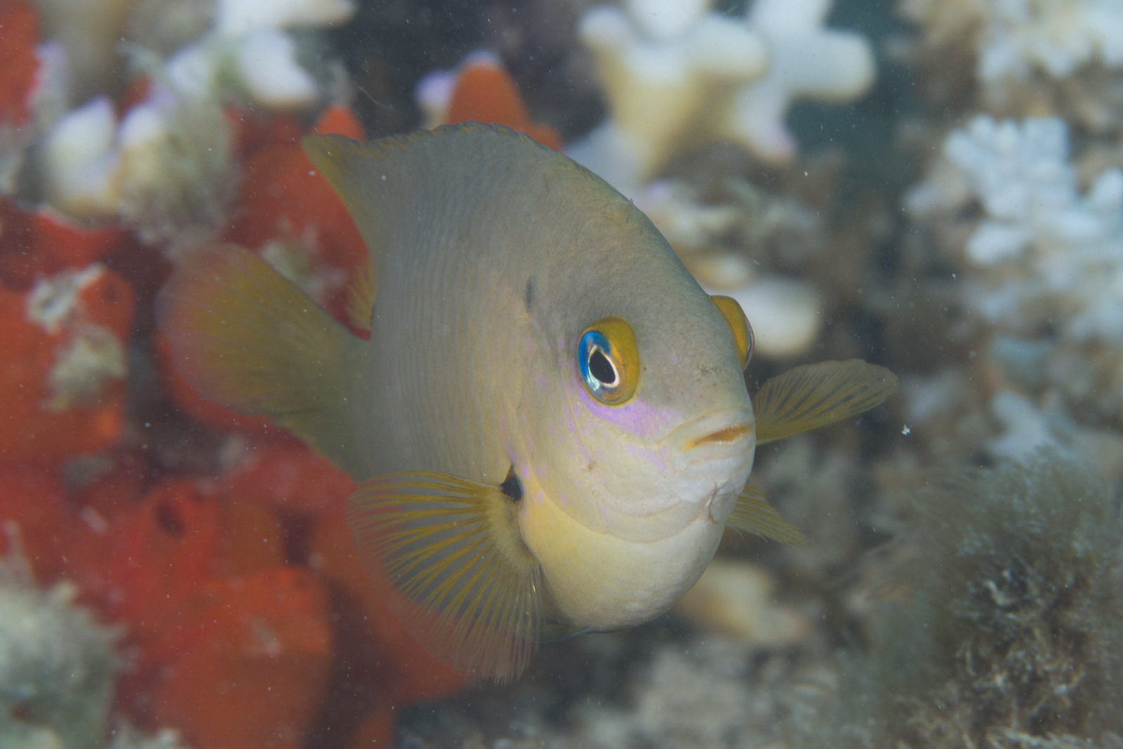 image of Stegastes nigricans (Dusky farmerfish)