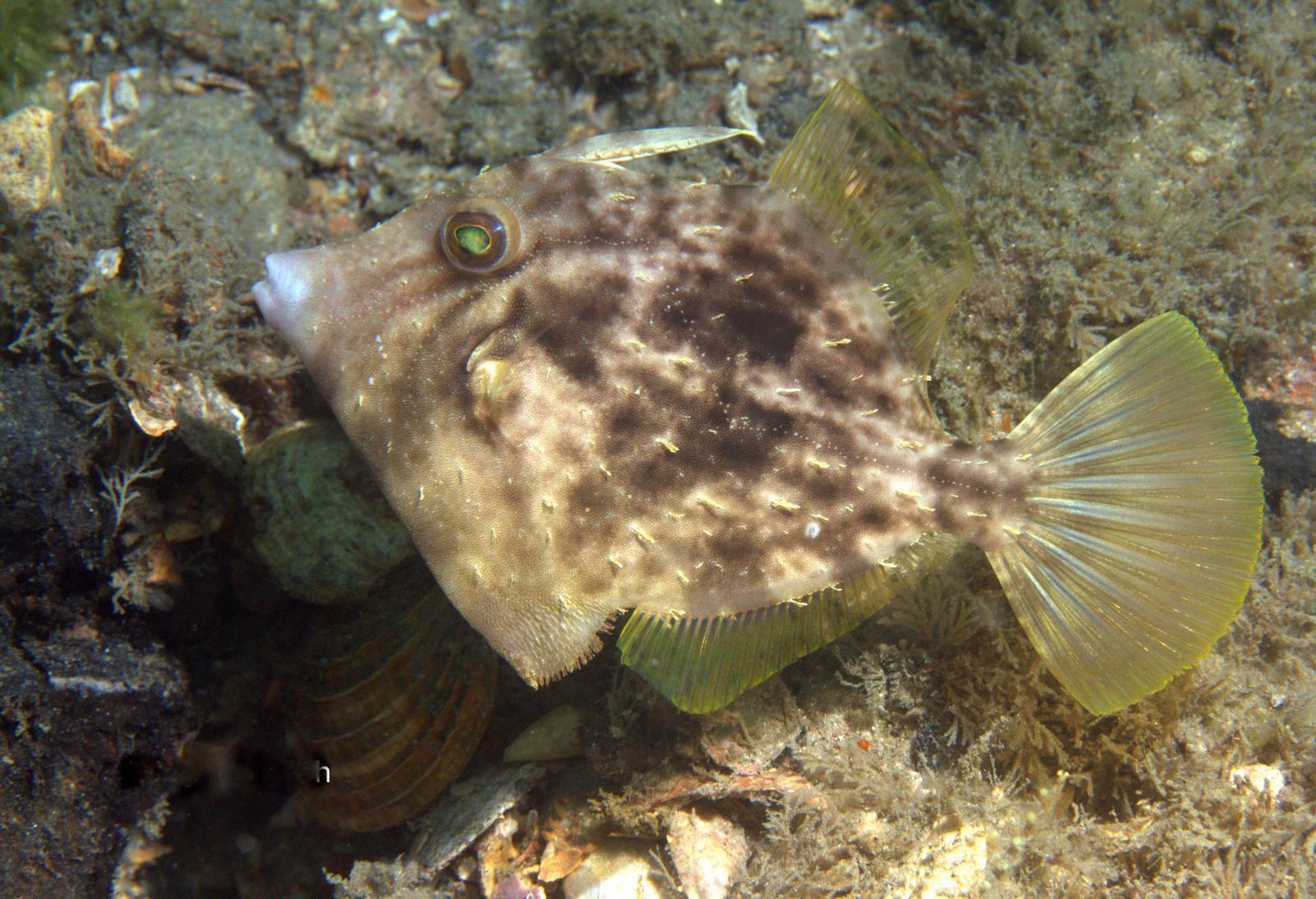 image of Stephanolepis hispida (Planehead filefish)