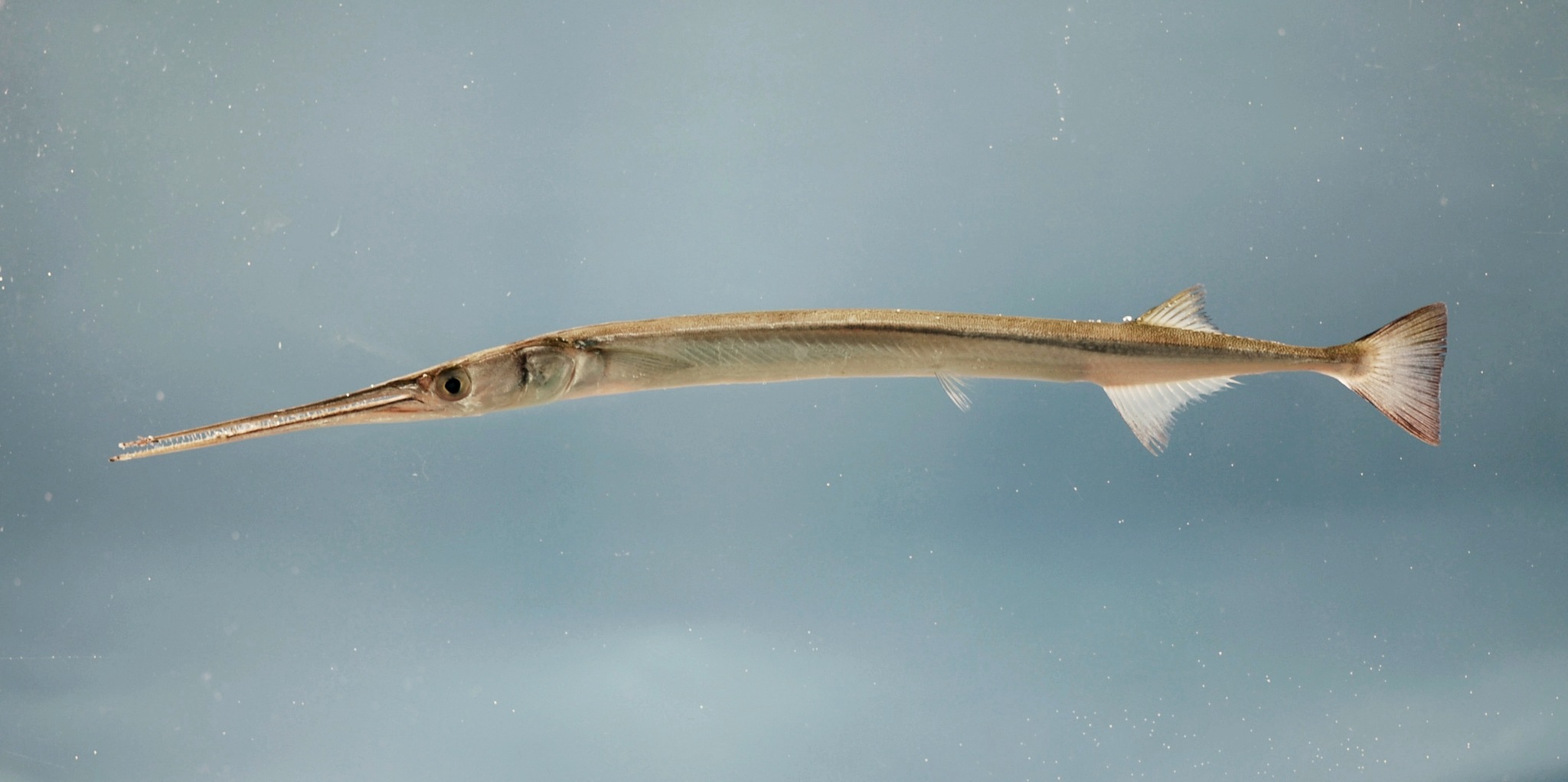 image of Strongylura marina (Atlantic needlefish)