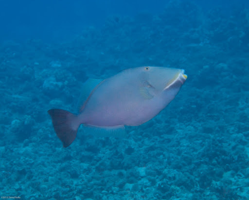 image of Sufflamen fraenatum (Masked triggerfish)