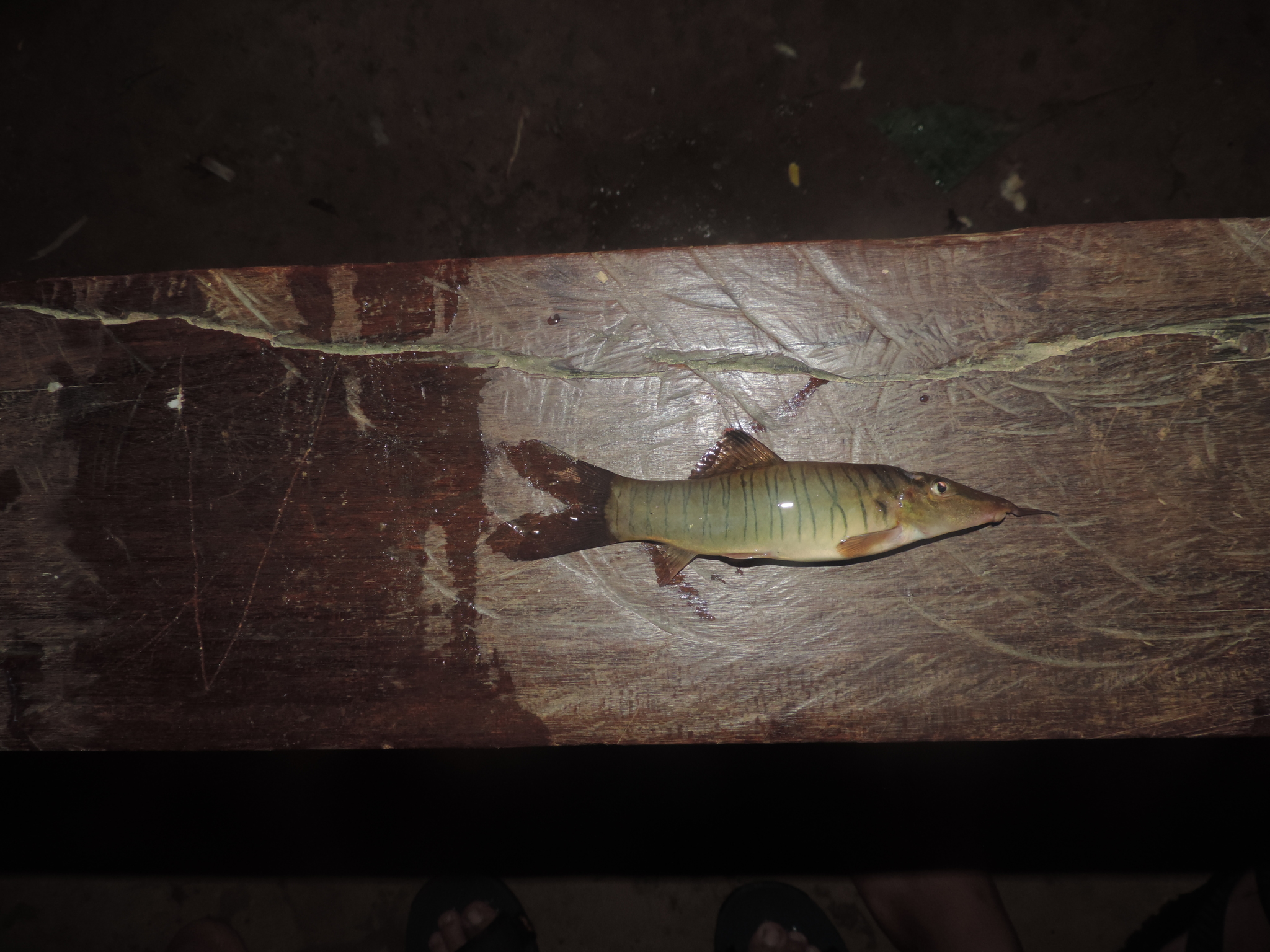 image of Syncrossus hymenophysa (Tiger loach)