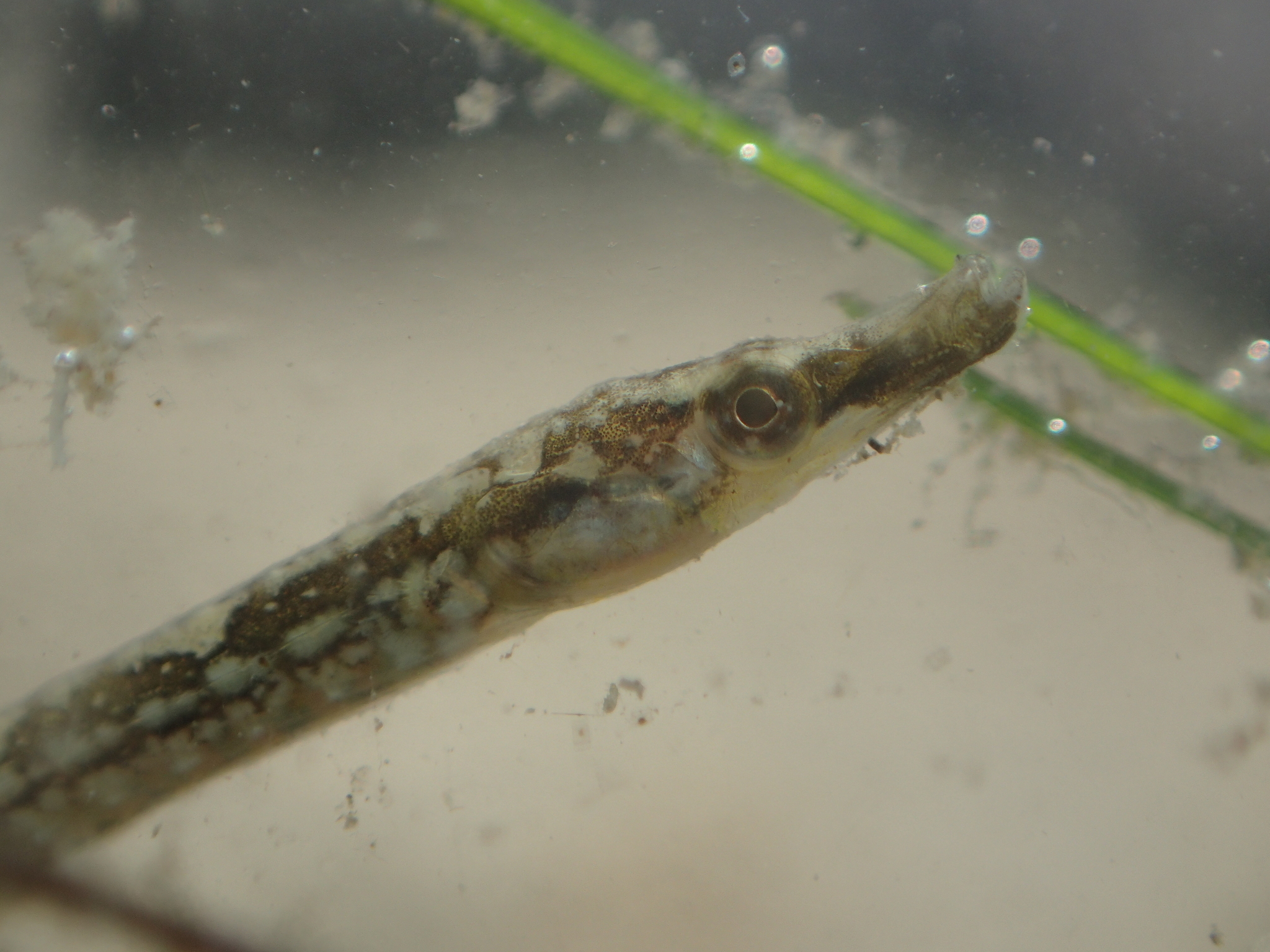 image of Syngnathus abaster (Black-striped pipefish)