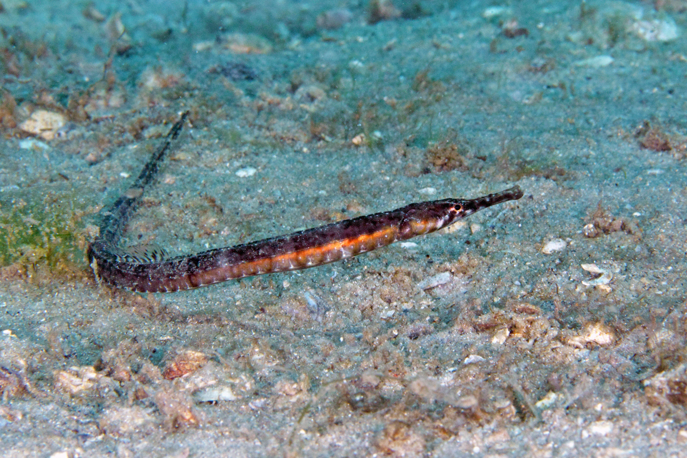 image of Syngnathus louisianae (Chain pipefish)