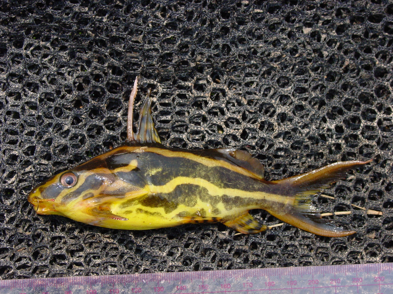 image of Synodontis flavitaeniatus (Orangestriped squeaker)