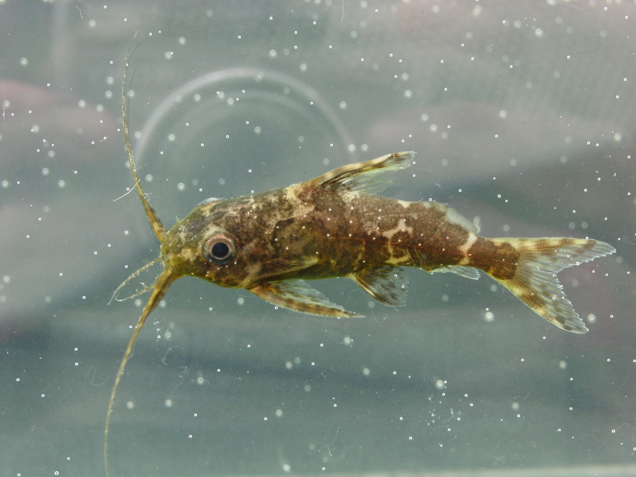 image of Synodontis nigriventris (Blotched upsidedown catfish)