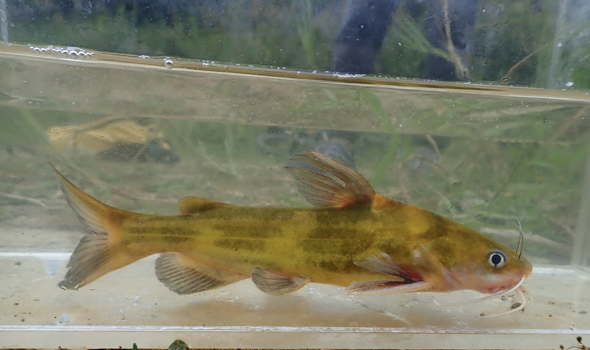 image of Tachysurus fulvidraco (Yellow catfish)