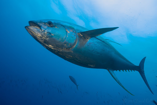 image of Thunnus albacares (Yellowfin tuna)